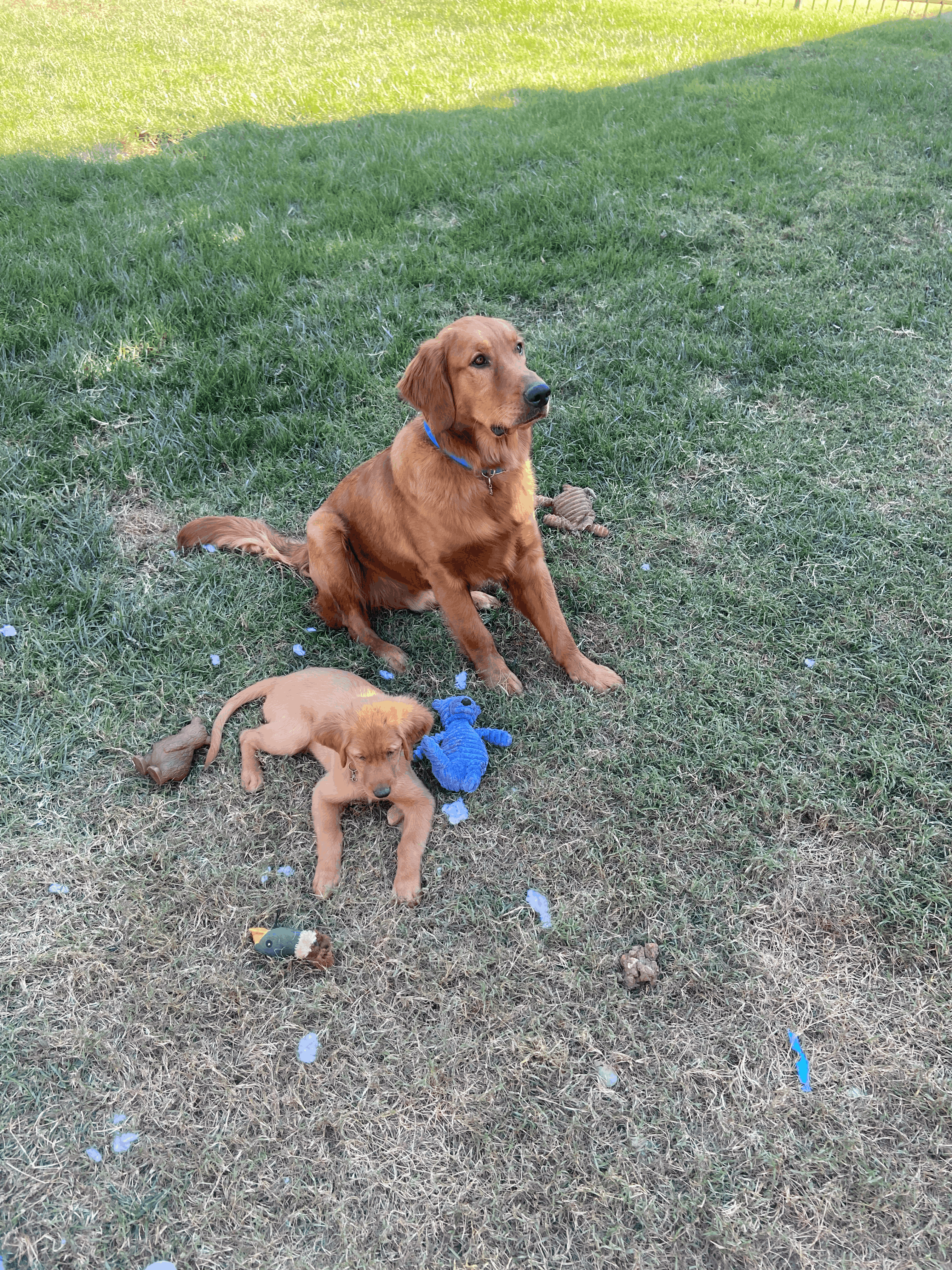 Smoky Mountain Retrievers
