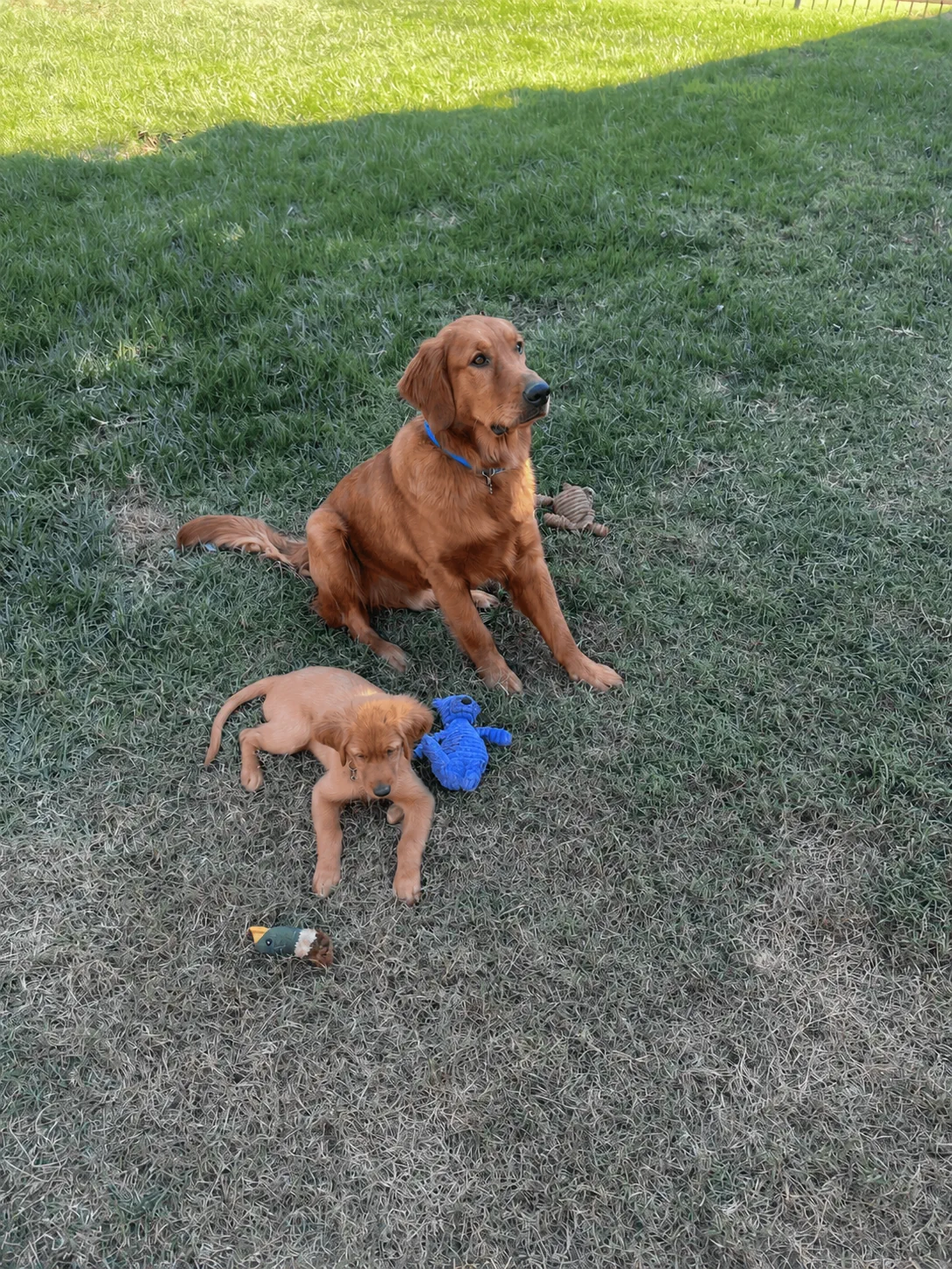 Smoky Mountain Retrievers