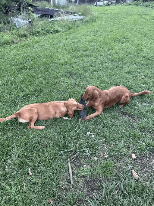 Puppy