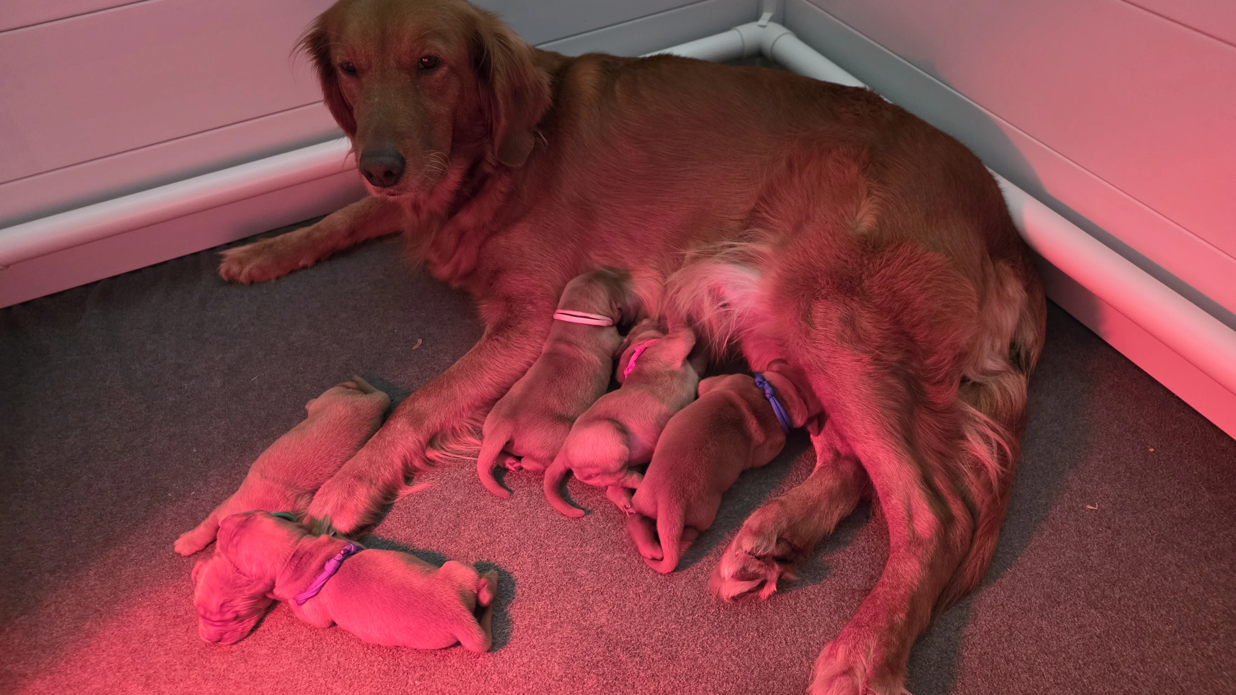 Last litter