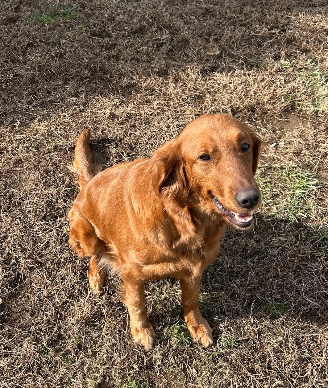 Maple